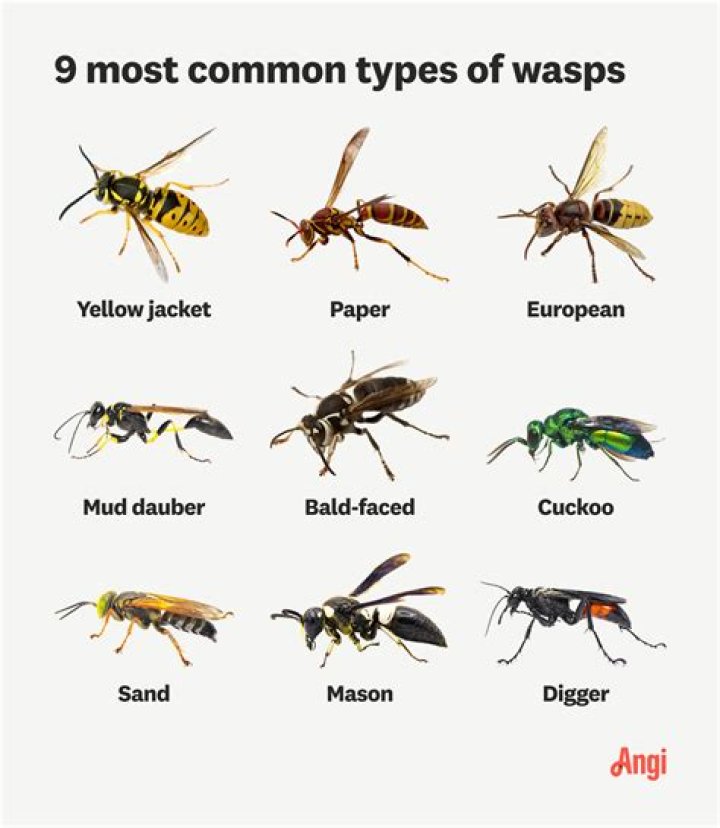 How do you tell a wasp from a hornet?