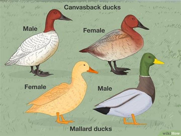 How do you tell if a duck is pregnant?