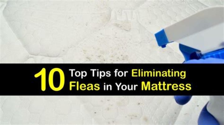How do you tell if you have fleas in your mattress?