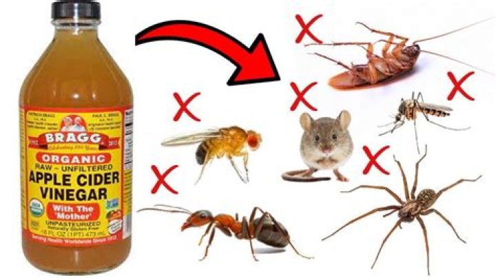 How do you use apple cider vinegar to deworm a dog?