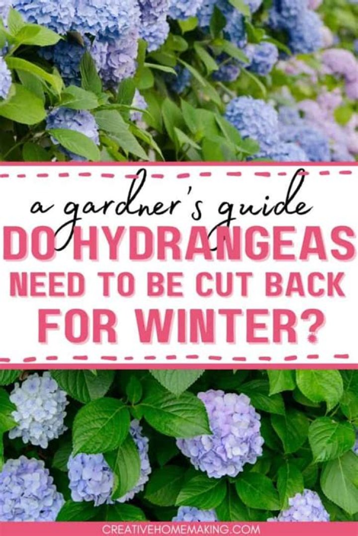 How do you wrap hydrangeas for winter?