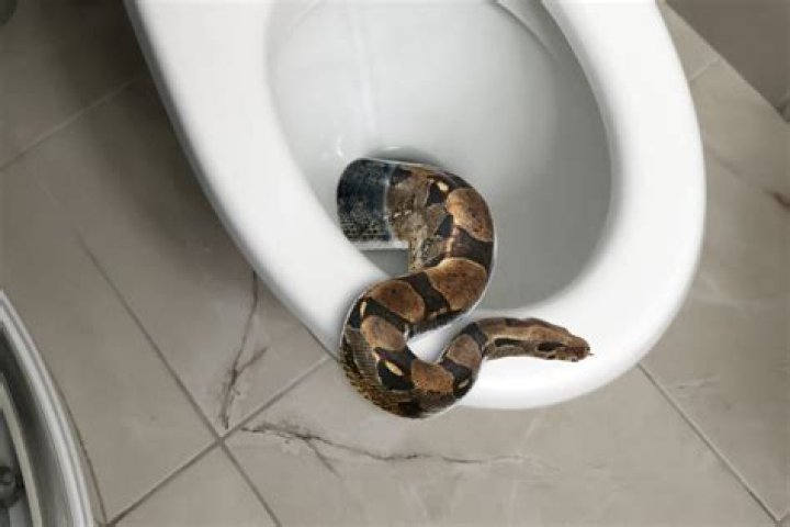 How does a snake get in the toilet?