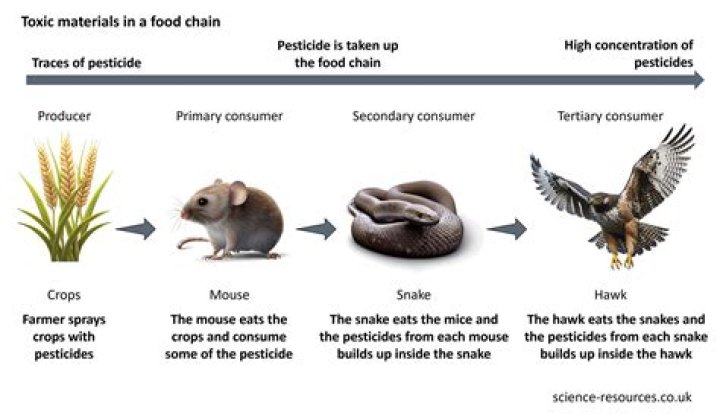 How does DDT get into the food chain?