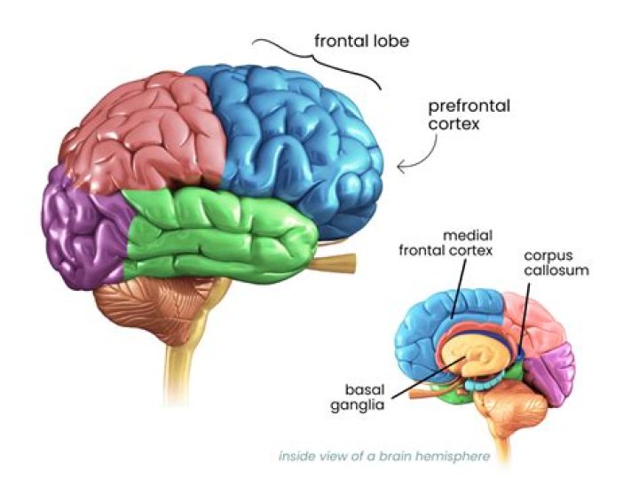 How does holy basil affect the brain?