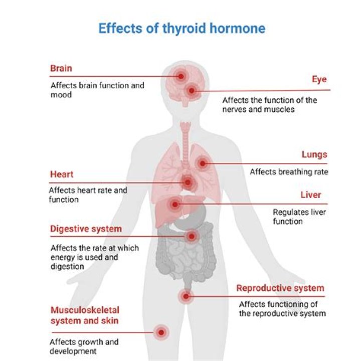 How does the thyroid affect the liver?