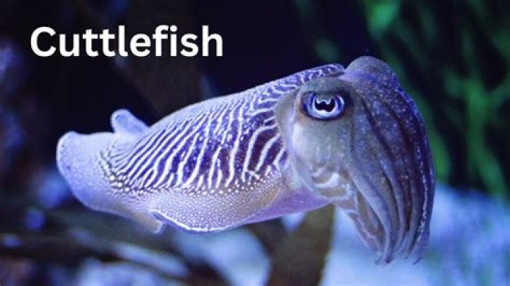 How expensive is a cuttlefish?