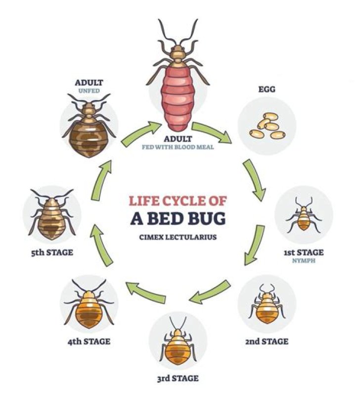 How far can a bed bug crawl?