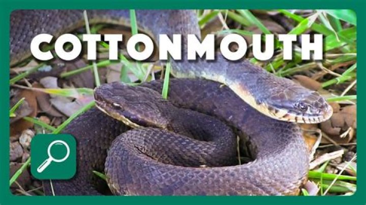 How far can a cottonmouth strike?
