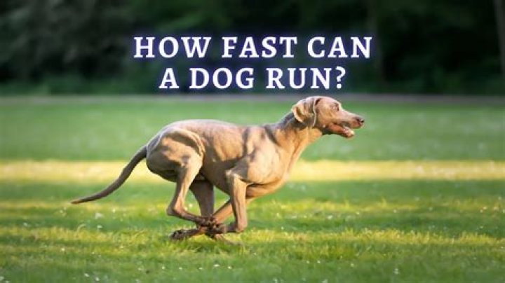 How fast can a dog?