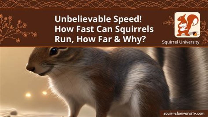 How fast can a squirrel run mph?
