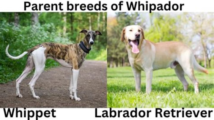 How fast is a Whipador?
