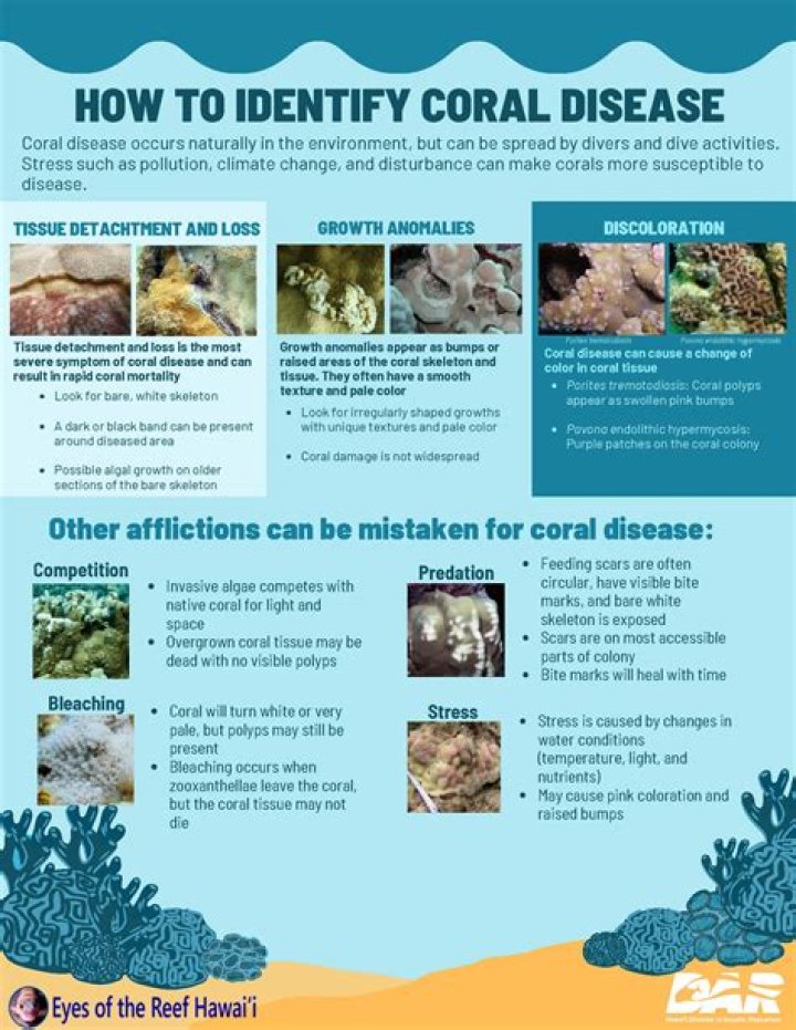 How is coral disease treated?