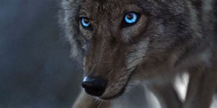 How is Malia a Werecoyote?