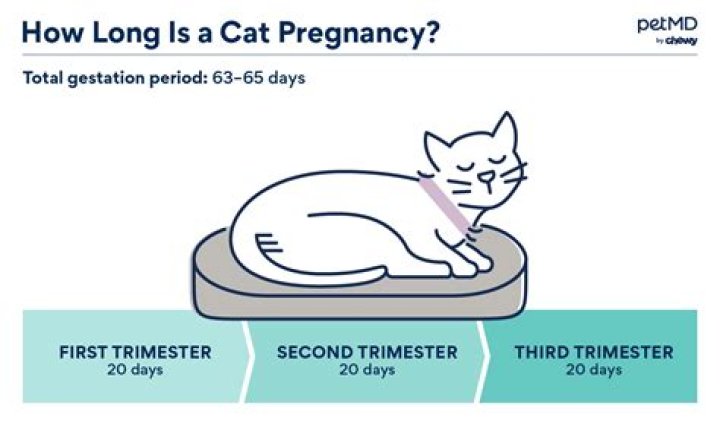 How long are cats pregnant for?