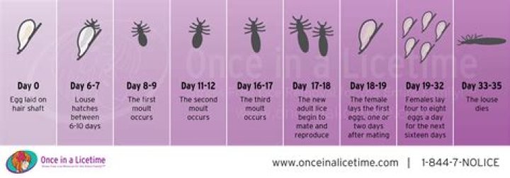 How long do body lice live without a host?