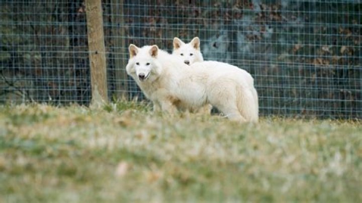 How long do cloned dogs live?