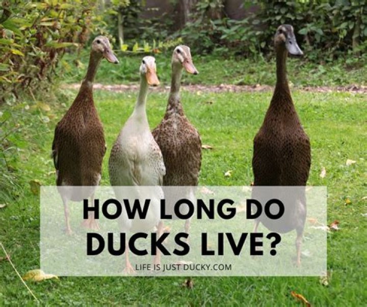 How long do clones live for?