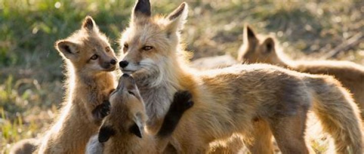How long do fox pups stay with their mother?