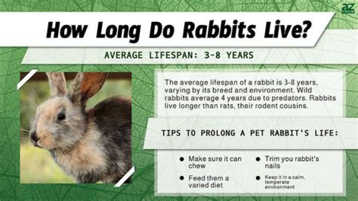 How long do shrimp live as pets?