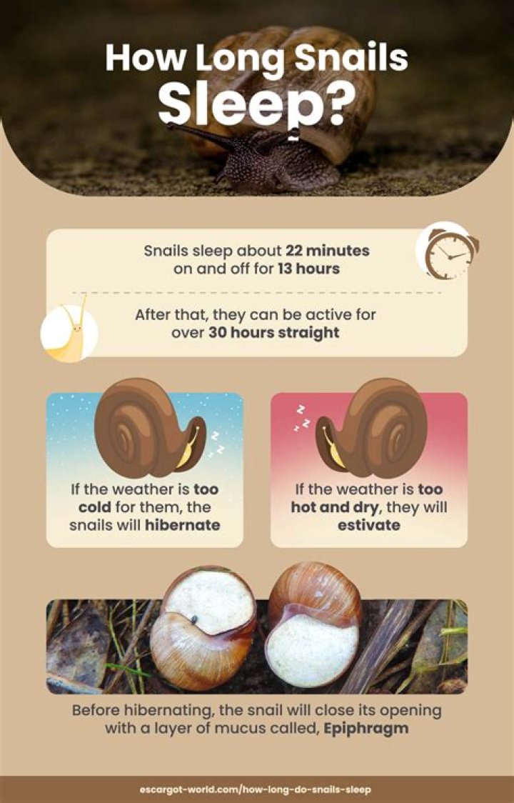 How long do snails sleep 3?