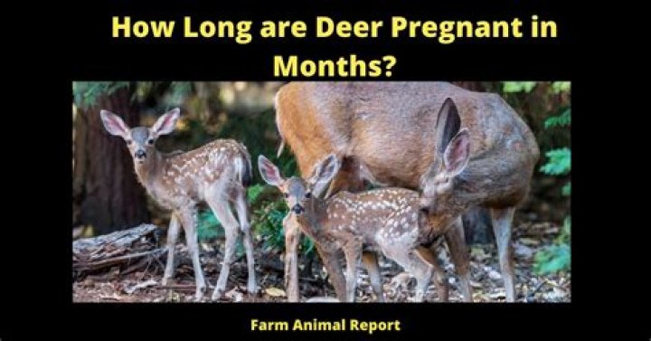 How long do whitetail deer stay pregnant?