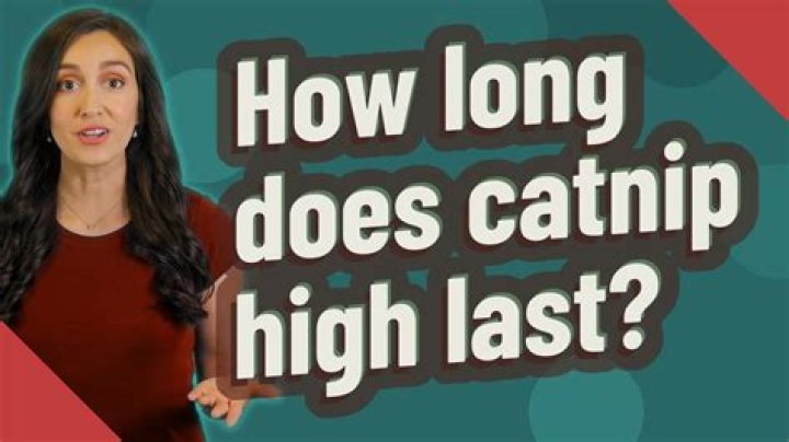 How long does catnip high last?