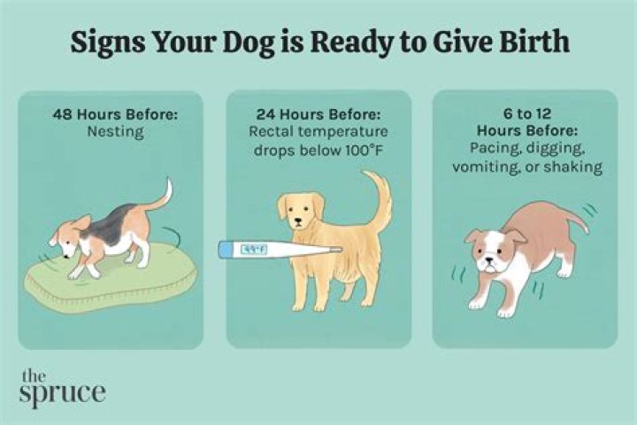 How long does it take for a puppy to bond with you?