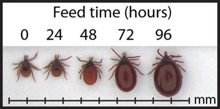 How long does it take for a tick to become engorged?