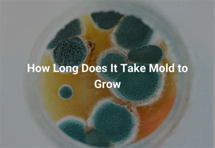 How long does it take for mold to grow in attic?