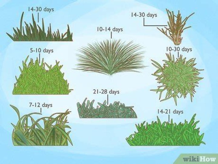 How long does it take for timothy grass to sprout?