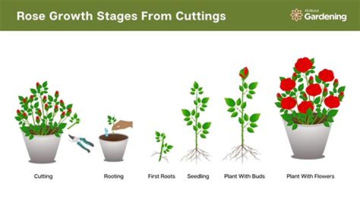 How long does it take for tumors to grow?