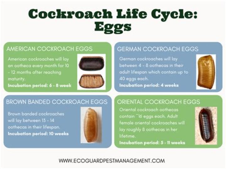 How long does it take roach eggs to hatch?