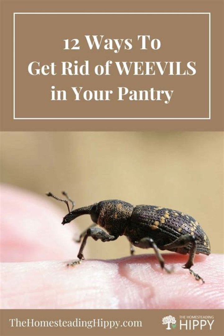 How long does it take to get rid of weevils?