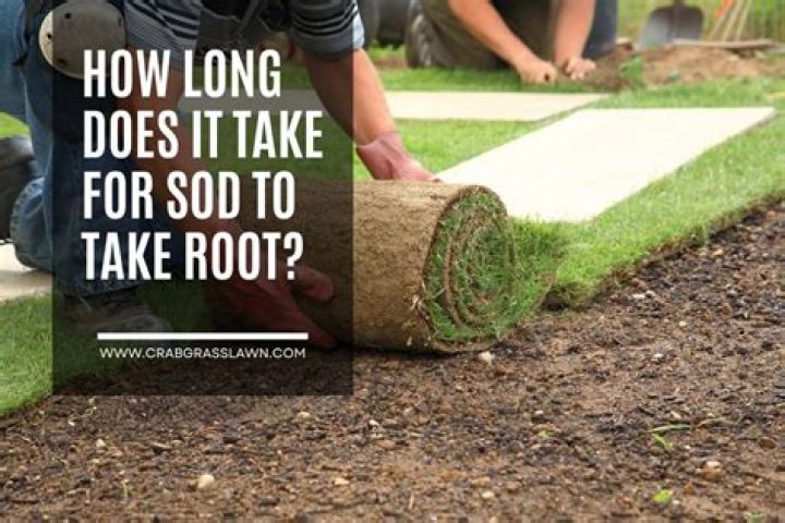 How long does it take to improve soil?