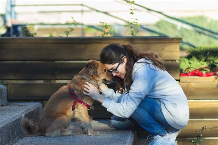 How long does it take to train an emotional support dog?