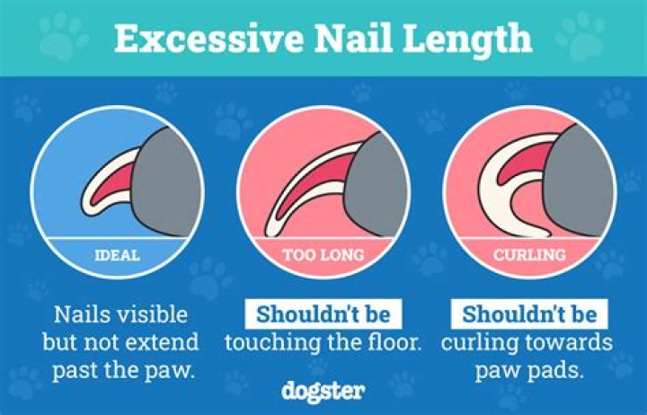 How long should trim nails be?