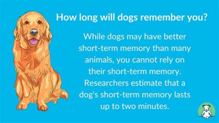How long will dogs remember you?