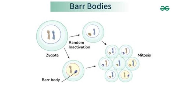 How many Barr bodies are in XXY male?