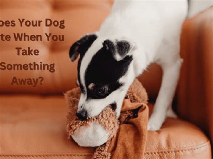 How many birthdays do dogs have?