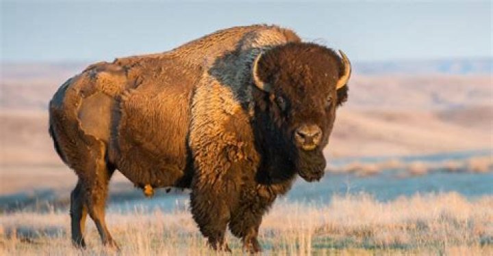 How many bison does Ted Turner have?