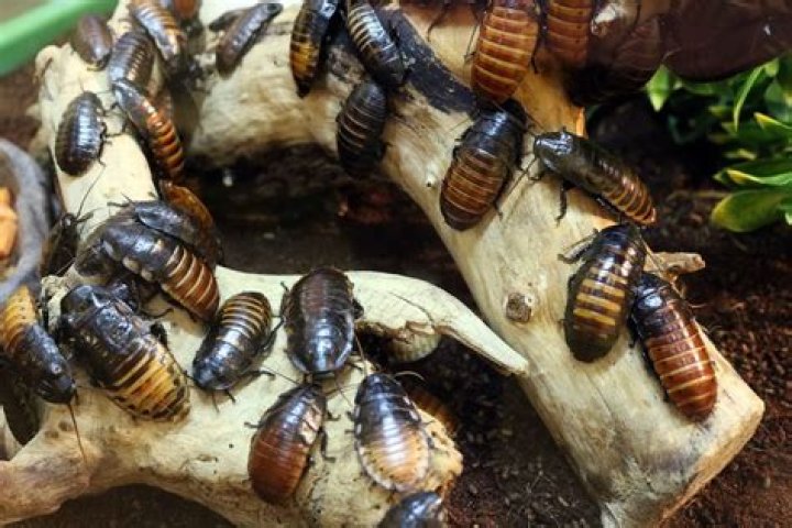 How many cockroaches is too many?