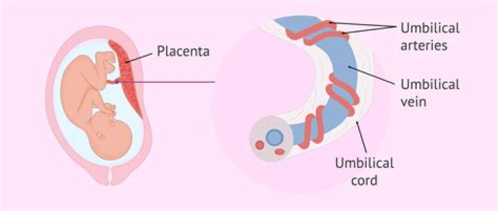 How many eat the placenta?