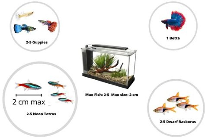 How many fish should be in a tank?