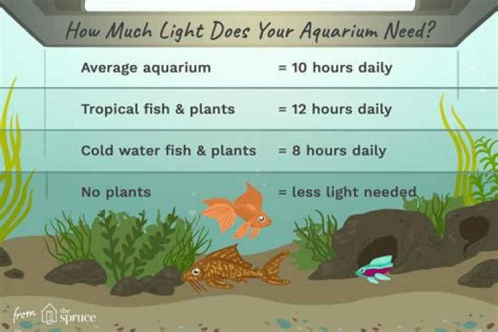 How many hours should aquarium light be on?