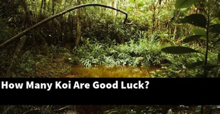 How many koi are good luck?