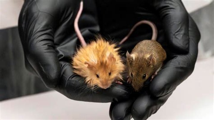 How many mice typically live in a nest?