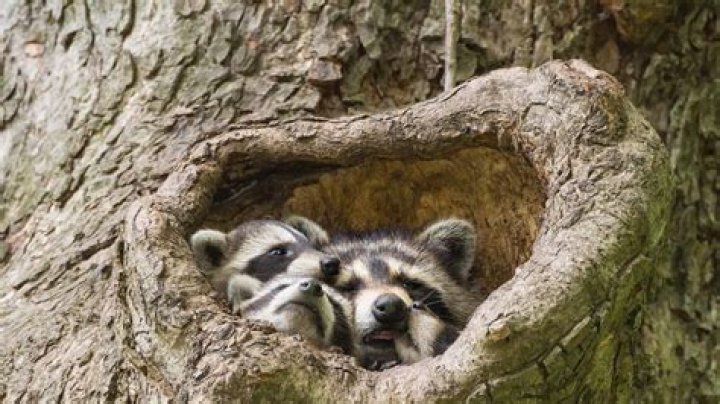How many racoons live together?