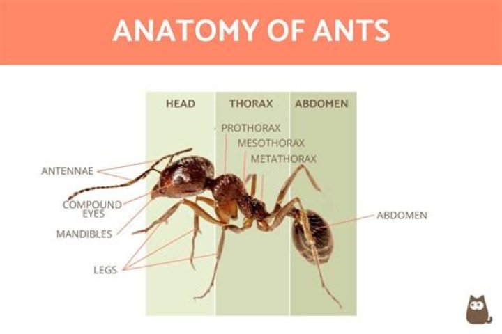 How many stomachs does an ant have?