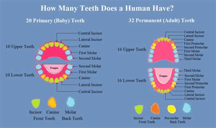 How many teeth showing is attractive?