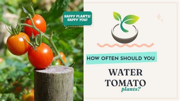 How many times do you water plants?